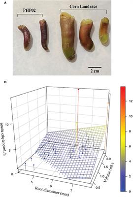 Nitrogen fixation and mucilage production on maize aerial roots is controlled by aerial root development and border cell functions